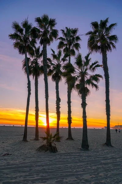 Výhled Západ Palmami Pláži Santa Monica Los Angeles Kalifornii Usa — Stock fotografie