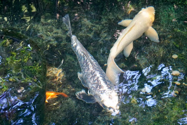 연못에서 잉어와 물고기 음식을 기다리는 연못의 빨강과 물고기 — 스톡 사진