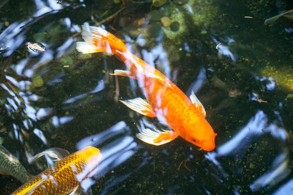 Золотые Карпы Кои Рыбки Пруду Красное Белое Кои Японские Рыбки — стоковое фото