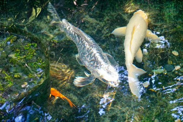 연못에서 잉어와 물고기 음식을 기다리는 연못의 빨강과 물고기 — 스톡 사진