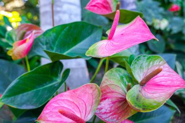 Kırmızı Anthurium akıları (tailflower, Flamingo çiçek, laceleaf). Tropikal bahçede çiçeklenme kırmızı Anthurium çiçekler yakın.