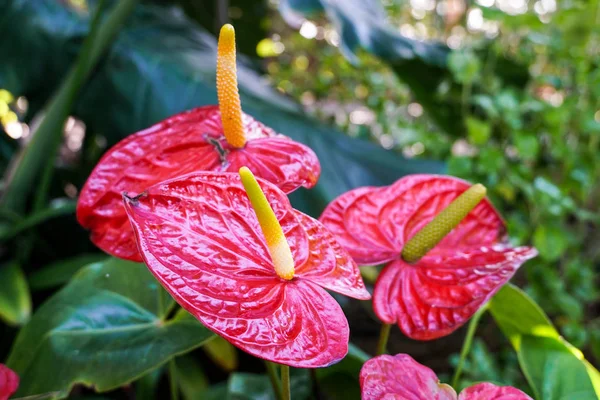 Czerwony Anturium Flowes Tailflower Kwiat Flaminga Laceleaf Zbliżenie Kwitnących Czerwonych — Zdjęcie stockowe