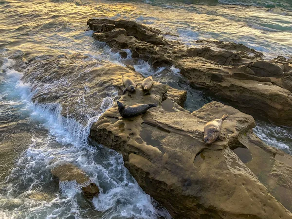 海狮和海豹在加州圣迭戈的拉霍亚湾的日落下在岩石上打盹 海滩于12月15日至5月15日关闭 因为它已成为海豹最喜欢的繁殖地 — 图库照片