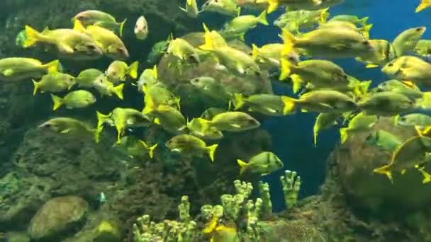 Groot Aquarium Met Veel Vissen Zwemmen Oceanarium Met Veel Verschillende — Stockvideo