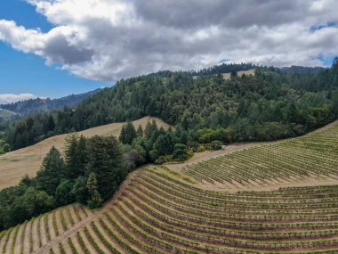 Yaz sezonunda Napa Vadisi bağ peyzaj havadan görünümü. Napa County, California şarap ülkesi.
