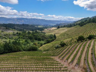 Yaz sezonunda Napa Vadisi bağ peyzaj havadan görünümü. Napa County, California şarap ülkesi.