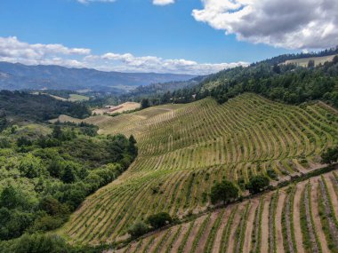 Yaz sezonunda Napa Vadisi bağ peyzaj havadan görünümü. Napa County, California şarap ülkesi.