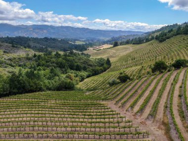 Yaz sezonunda Napa Vadisi bağ peyzaj havadan görünümü. Napa County, California şarap ülkesi.