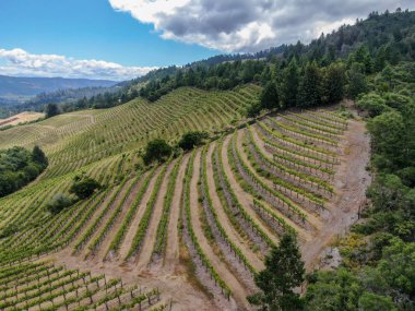Yaz sezonunda Napa Vadisi bağ peyzaj havadan görünümü. Napa County, California şarap ülkesi.