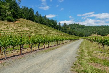 Napa Vadisi 'ndeki üzüm bağları. Napa Ilçesi, California şarap ülkesi 'nde. Üzüm bağları peyzaj.