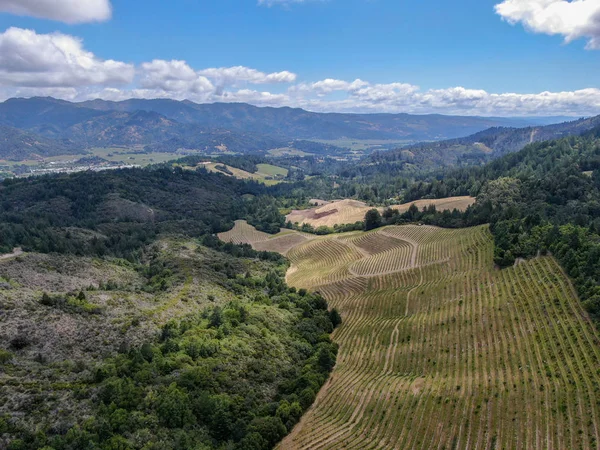 Luchtfoto Van Het Wijngaardlandschap Van Napa Valley Tijdens Het Zomerseizoen — Stockfoto