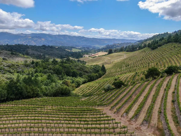 Veduta Aerea Del Paesaggio Viticolo Della Napa Valley Durante Stagione — Foto Stock