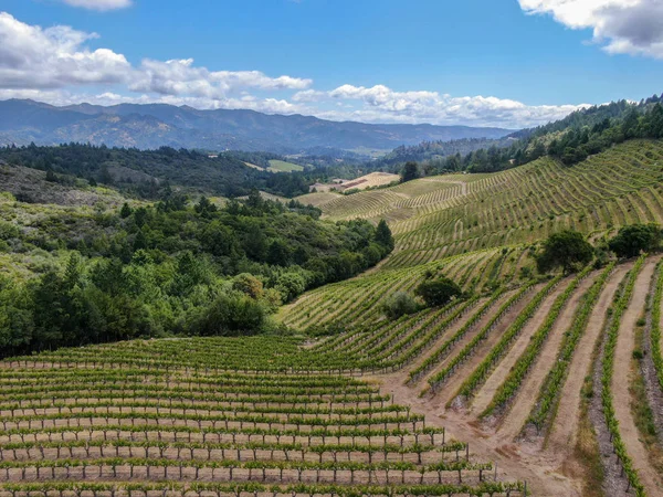 Vista Aérea Del Paisaje Del Viñedo Del Valle Napa Durante — Foto de Stock