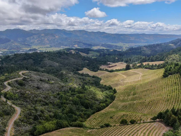 Luchtfoto Van Het Wijngaardlandschap Van Napa Valley Tijdens Het Zomerseizoen — Stockfoto