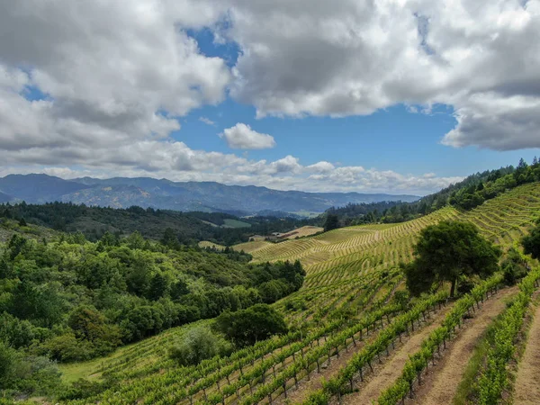 Luchtfoto Van Het Wijngaardlandschap Van Napa Valley Tijdens Het Zomerseizoen — Stockfoto