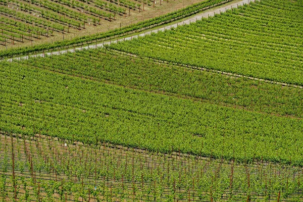 夏季纳帕谷葡萄园景观的鸟瞰图 纳帕县 在加利福尼亚州的葡萄酒之乡 — 图库照片