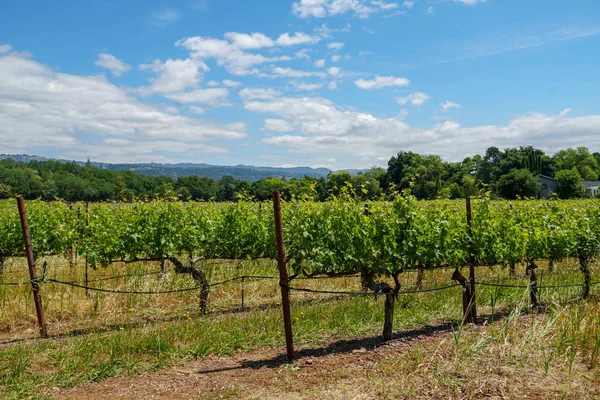 Vignoble Dans Vallée Napa Comté Napa Dans Pays Des Vins — Photo