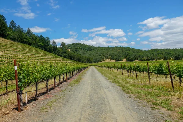 Viñedo Napa Valley Condado Napa Región Vinícola California Viñedos Paisaje — Foto de Stock