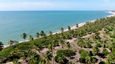 Tropikal beyaz kumlu plaj ve küçük dalgalar ve palmiye ağaçları ormanı ile turkuaz berrak deniz suyu havadan görünümü. Praia do Forte, Bahia, Brezilya. Seyahat tropikal kavramı