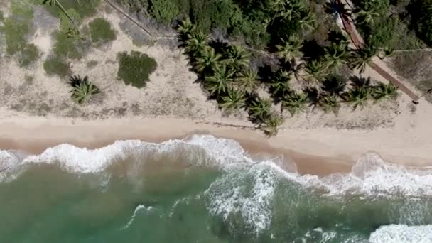 小さな波とヤシの木の森と熱帯白い砂浜とターコイズクリア海水の航空写真 プライア フォルテ バイア ブラジル 旅行熱帯の概念 — ストック動画