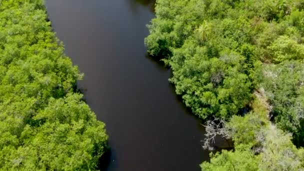 Vue Aérienne Forêt Tropicale Humide Forêt Jungle Brésil Forêt Humide — Video