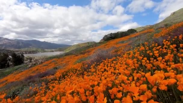 Procházka Mezi Kalifornskými Zlatými Poppy Goldfieldů Kvete Walker Canyon Jezeře — Stock video