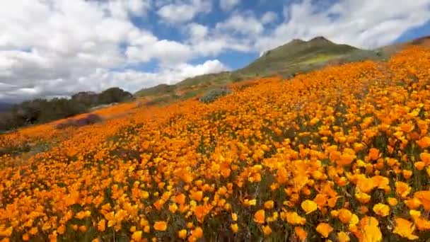 走在加州黄金罂粟和金田盛开在沃克峡谷 埃尔西诺尔湖 加利福尼亚州 明亮的橙色罂粟花在加州沙漠超级盛开的春天 — 图库视频影像