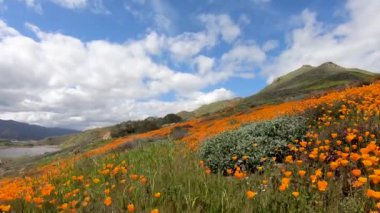 California Golden Poppy ve Goldfields Walker Canyon, Lake Elsinore, CA. USA çiçeklenme arasında yürüyüş. California çöl süper Bloom bahar sezonunda parlak turuncu haşhaş çiçekler.