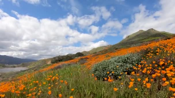 Wandelen Tussen California Golden Poppy Goldfields Bloeien Walker Canyon Lake — Stockvideo