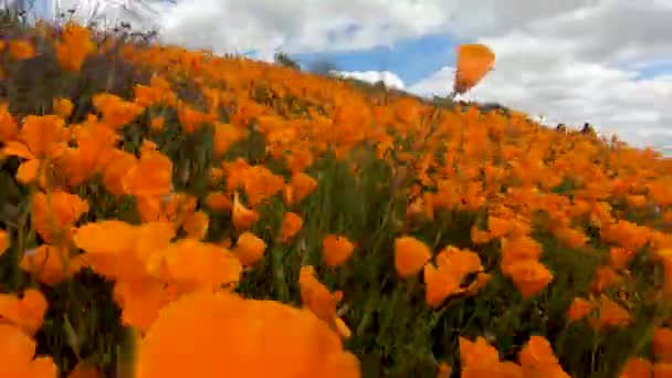 カリフォルニアゴールデンポピーとゴールドフィールズの間を歩くと ウォーカーキャニオン エルシノア湖 カリフォルニア州に咲きます カリフォルニア砂漠のスーパーブルーム春の季節に明るいオレンジ色のケシの花 — ストック動画