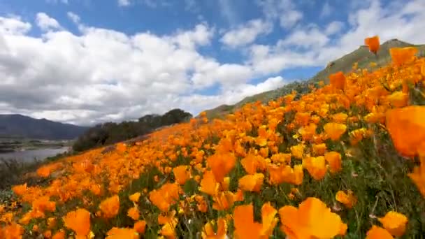 カリフォルニアゴールデンポピーとゴールドフィールズの間を歩くと ウォーカーキャニオン エルシノア湖 カリフォルニア州に咲きます カリフォルニア砂漠のスーパーブルーム春の季節に明るいオレンジ色のケシの花 — ストック動画