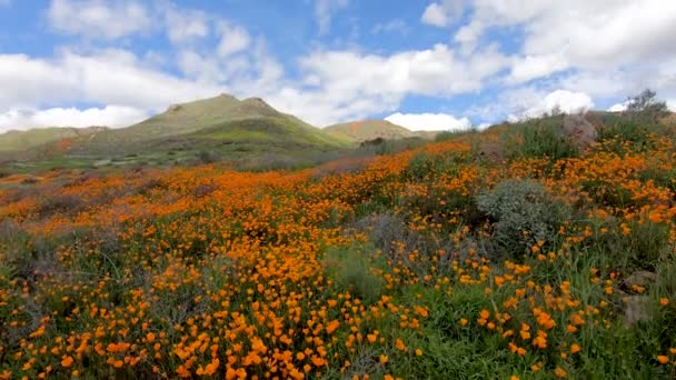 Procházka Mezi Kalifornskými Zlatými Poppy Goldfieldů Kvete Walker Canyon Jezeře — Stock video