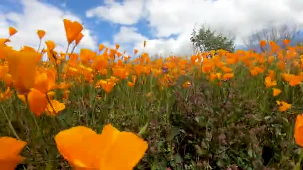 Procházka Mezi Kalifornskými Zlatými Poppy Goldfieldů Kvete Walker Canyon Jezeře — Stock video