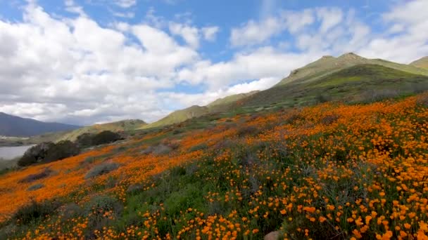 Procházka Mezi Kalifornskými Zlatými Poppy Goldfieldů Kvete Walker Canyon Jezeře — Stock video