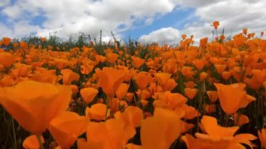 California Golden Poppy ve Goldfields Walker Canyon, Lake Elsinore, CA. USA çiçeklenme arasında yürüyüş. California çöl süper Bloom bahar sezonunda parlak turuncu haşhaş çiçekler.