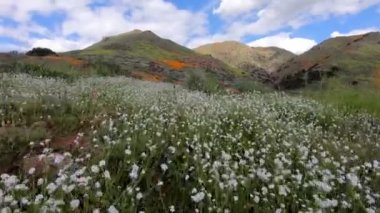 Walker Kanyon, Elsinore Gölü, CA. USA beyaz çiçek arasında yürüyüş. California çöl süper Bloom bahar sezonunda parlak beyaz çiçekler.
