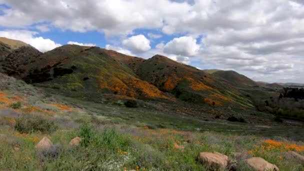 Vandring Mellan California Golden Poppy Och Goldfields Blooming Walker Canyon — Stockvideo
