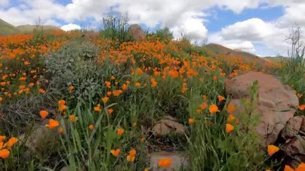 Procházka Mezi Kalifornskými Zlatými Poppy Goldfieldů Kvete Walker Canyon Jezeře — Stock video