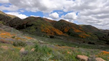 California Golden Poppy ve Goldfields Walker Canyon, Lake Elsinore, CA. USA çiçeklenme arasında yürüyüş. California çöl süper Bloom bahar sezonunda parlak turuncu haşhaş çiçekler.