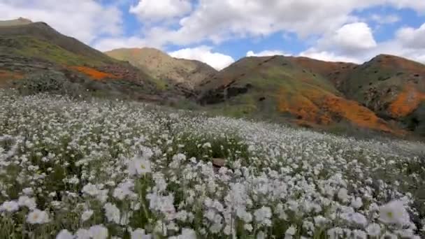 Procházka Mezi Bílou Květinou Walker Canyon Jezero Elsinore Usa Zářivě — Stock video