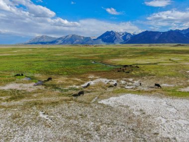 Arka planda dağ ile yeşil çayırda sürüsünün havadan görünümü. Crowley Gölü, Doğu Sierra, Mono County, Kaliforniya, Abd'de bir dağ çayırında otlayan inekler. 