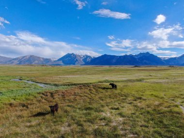 Arka planda dağ ile yeşil çayırda sürüsünün havadan görünümü. Crowley Gölü, Doğu Sierra, Mono County, Kaliforniya, Abd'de bir dağ çayırında otlayan inekler. 