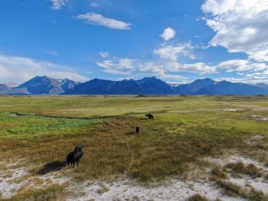 Arka planda dağ ile yeşil çayırda sürüsünün havadan görünümü. Crowley Gölü, Doğu Sierra, Mono County, Kaliforniya, Abd'de bir dağ çayırında otlayan inekler. 