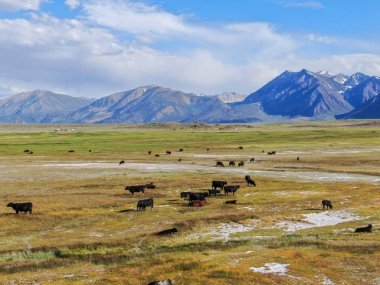 Arka planda dağ ile yeşil çayırda sürüsünün havadan görünümü. Crowley Gölü, Doğu Sierra, Mono County, Kaliforniya, Abd'de bir dağ çayırında otlayan inekler. 