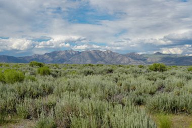Kargaley Gölü, Doğu Sierra, Mono County, Kaliforniya, Abd'de bulutlu yaz günü boyunca arka planda adaçayı bitki ve dağ ile Yeşil vahşi arazi Panoramik görünümü. 