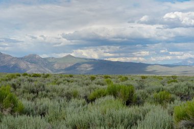 Kargaley Gölü, Doğu Sierra, Mono County, Kaliforniya, Abd'de bulutlu yaz günü boyunca arka planda adaçayı bitki ve dağ ile Yeşil vahşi arazi Panoramik görünümü. 