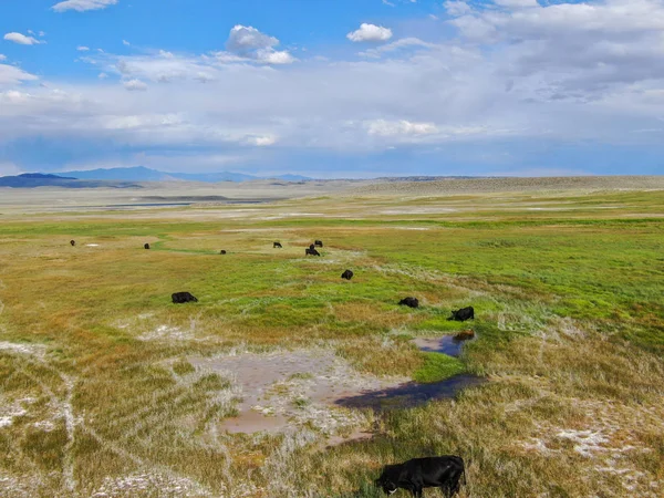 Letecký Pohled Stádo Krav Zelené Louce Horou Pozadí Kravské Pastviny — Stock fotografie