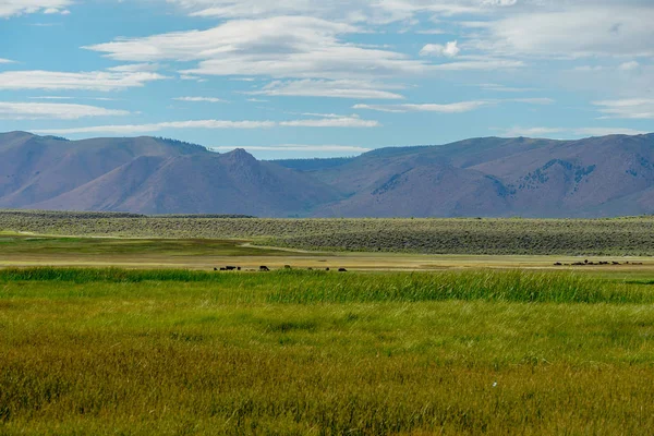 Long Valley Next Lake Crowley Mono County California Usa Green — Stock Photo, Image