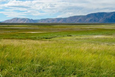 Crowley Gölü'nün yanındaki uzun vadi, Mono County, Kaliforniya. Abd. Bulutlu yaz aylarında arka planda dağ ile yeşil sulak.