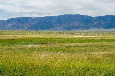 Crowley Gölü'nün yanındaki uzun vadi, Mono County, Kaliforniya. Abd. Bulutlu yaz aylarında arka planda dağ ile yeşil sulak.